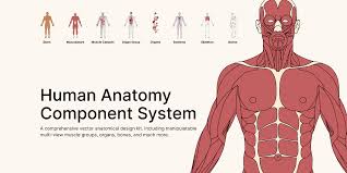 Mastering Human Anatomy: Foundations for Healthcare & Medicine